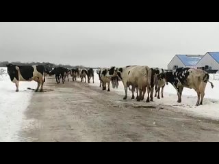 ❄️🐄Жуткое падение десятка коров на ледяной дороге в Юрьев-Польском районе