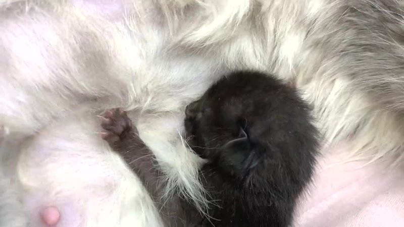 Adopted kitten eats mom cats milk and is growing