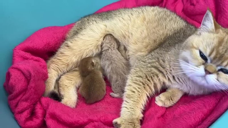 Mom cat carries an adopted kitten