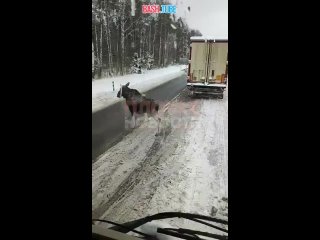 🇵🇱 На польско-белорусской границе водитель жестко сбил лося