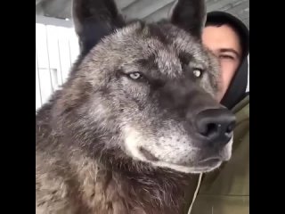 Канадский волк - настоящее чудо природы