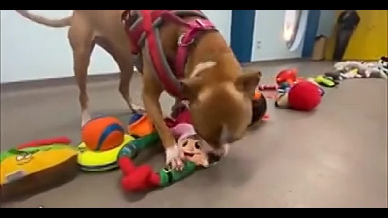 All dogs in the shelter were allowed to choose a toy as a Christmas