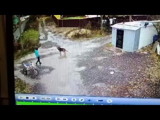 В Самаре живодер расстрелял собаку из ружья на глазах детей