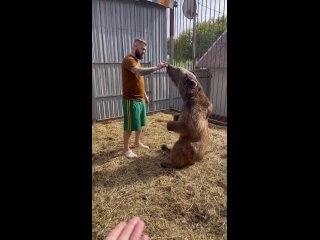 Типичное русское утро в обычной семье. Баяна не хватает.