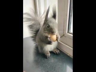 Даже белка освоила идею бартера )) Неизбежная эволюция вида. Начало. - Виктор Морозов