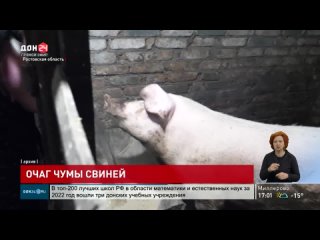 В Ростовской области выявлен очаг африканской чумы свиней
