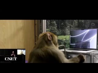 Илон Маск показал, как обезьяна с вживлённым нейроимплантом Neuralink управляет компьютером силой мысли