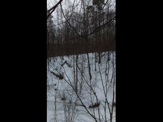Замёрзший ручей в лесном ущелье. 14 января 2023