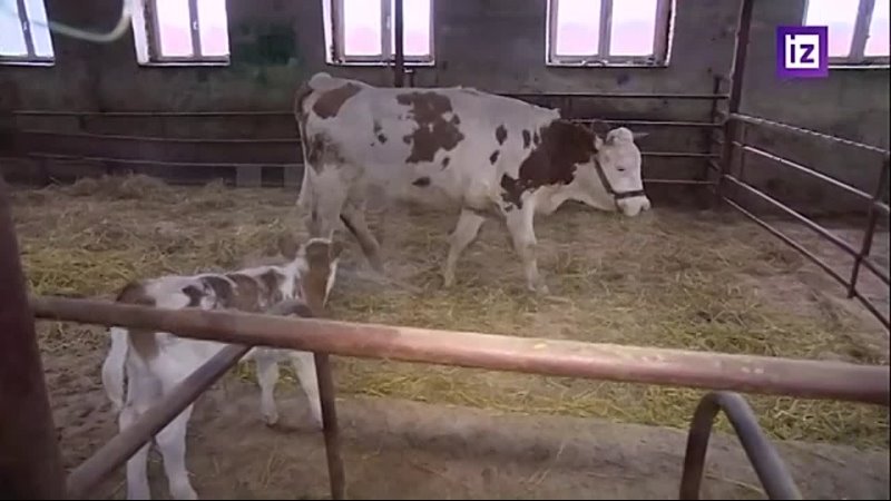 Клонированная российская корова впервые принесла