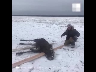 Нижегородцы спасли провалившегося под лед лося