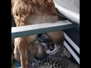 Собака усыновила детеныша леопарда в иркутском зоопарке