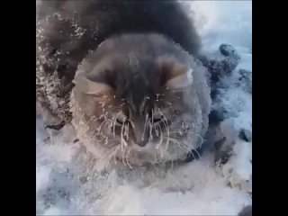 Кошечка замерзла