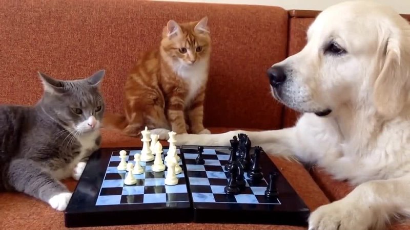 Люди против кошек. Кот и шахматы. Шахматы кошки. Собака играет в шахматы. Коты играют.