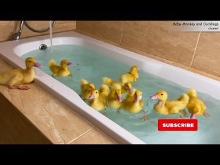 Ducklings swim in the bath