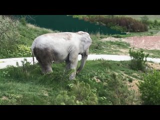 Слонихе Магде надоело у пруда! Тайган The elephant Magda is tired of the pond! T