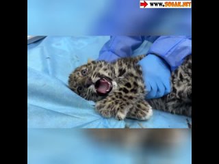 Двое осиротевших котят леопарда оказались в критическом состоянии.
Состояние двух осиротевших котят