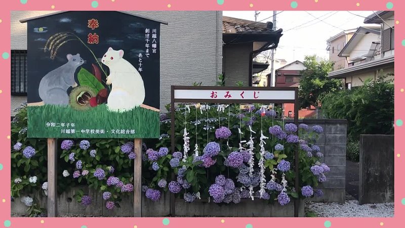 Rainy season in Japan Finding hydrangea at a shrine in Kawagoe