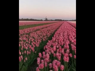 Сказочный ужин возле тюльпанового поля в Нидерландах A fabulous dinner near a tulip field in the Netherlands