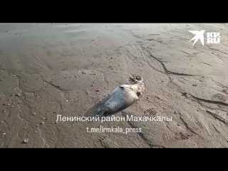 В Махачкале на берегу нашли тела мертвых краснокнижных нерп