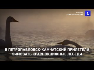 В Петропавловск-Камчатский прилетели зимовать краснокнижные лебеди