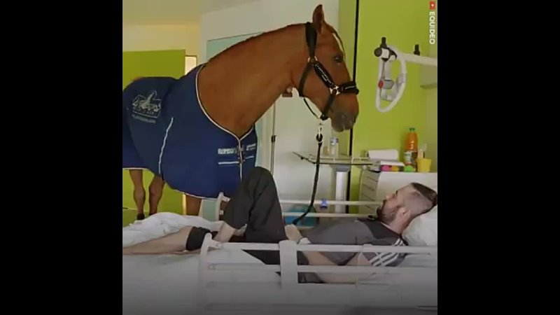 Therapy horse visits sick, old and dying