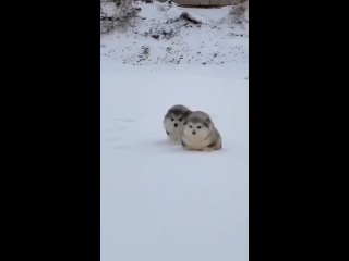 Аляскинский маламут - это большая ездовая собака.