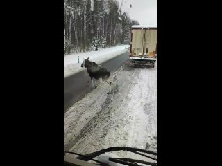 Пограничники сбили лося.