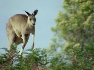 9 серия - Происхождение Млекопитающих (The Rise of the Mammals). 13 марта 1979