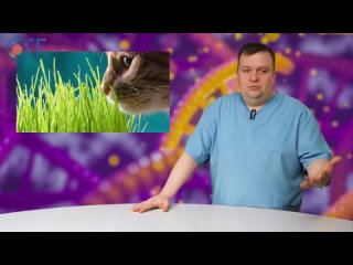 Советы Айболита, трава для кошек