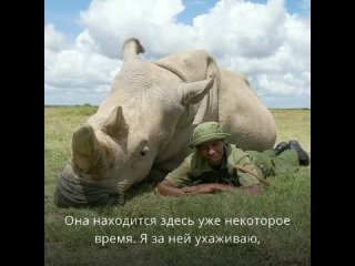 Захария Мутуи — один из надзирателей, ухаживающих за последними двумя белыми северными носорогами в мире 🦏