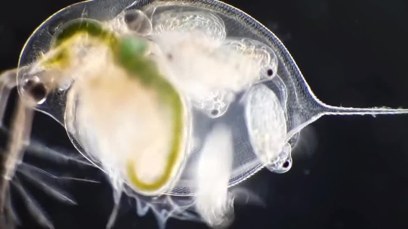 Daphnia gives birth to