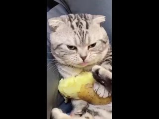 Видео от Котята, коты и кошечки