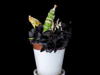 Очень редкая и дорогостоящая орхидея черного цвета. Сорт имеет название  Monnierara.