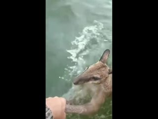 Спасение из реки кенгурёнка