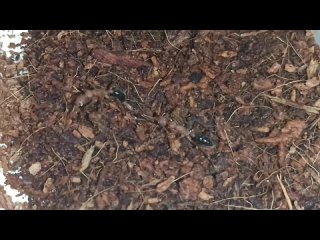 Мои экзотические муравьи Harpegnatos saltator