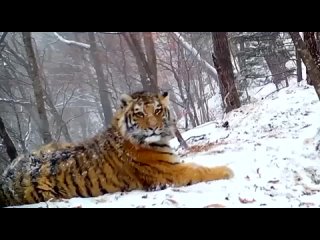 Уникальное видео с тигрицей T64F, которая зовет котят. Материнский зов слышно на всю округу.