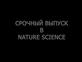 Малая панда, кошачий медведь или красная (рыжая) панда (Ailurus fulgens) проводит межевание участка (метит территорию)