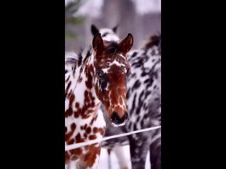 1_Кнабструппер - датская порода лошадей с необычной окраской шерсти..mp4