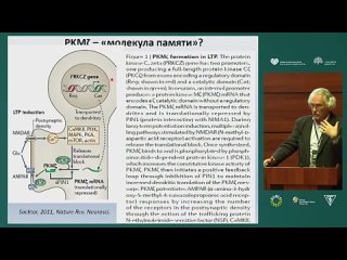 Проф. Павел Милославович Балабан. Мозг и память. Чего мы не знаем.