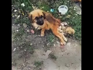Собачку Малю спасли с мусорки