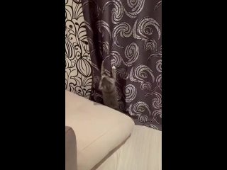 Котенок лазает по шторам