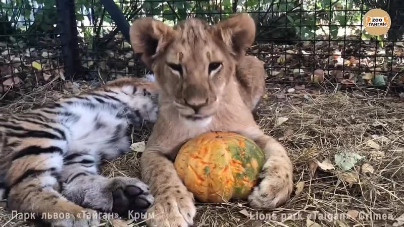 Жадный львенок и сонный тигренок. Тайган. Крым Greedy lion cub and sleepy tiger cub