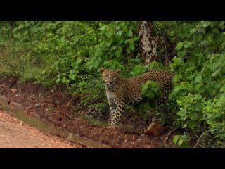 «Дикая природа Шри-Ланки. Царство леопарда» — 17 февраля в 20:00 мск на HDL