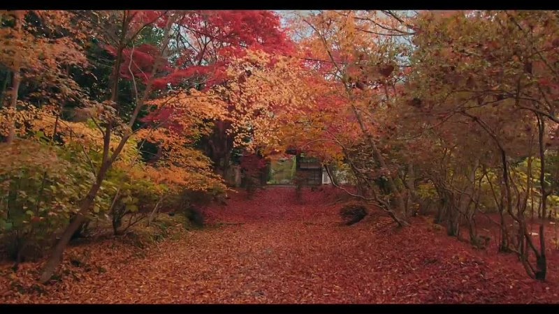 A secret spot in Kyoto（Kyoto, Japan）