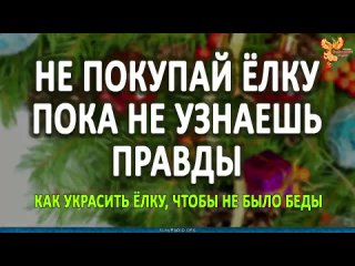 ЕЛКА - Навье Дерево Не ПОКУПАЙТЕ ЕЛКУ, пока не узнаешь этого. Алексей Орлов