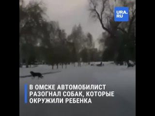 В Омске автомобилист разогнал собак, напавших на ребенка