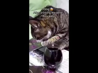пьющий кот - горе в семье :))