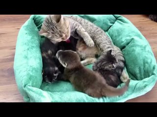 Мама-кошка воспитывает осиротевшего детеныша выдры
