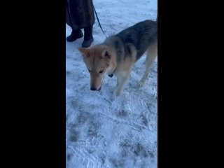 В Твери привязали собаку к дереву и бросили умирать на 30-ти градусном морозе