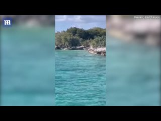 Туристы во время морской прогулки на Багамах стали свидетелями необычной схватки: собака, часто приветствующая гостей на берегу